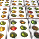 ALPHONSO FAMILY OF MANGOES