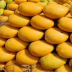 ANDHRA-TELANGANA MANGOES