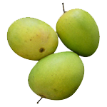 Langra-Mango